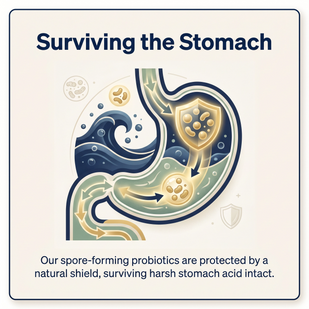 Surviving the Stomach